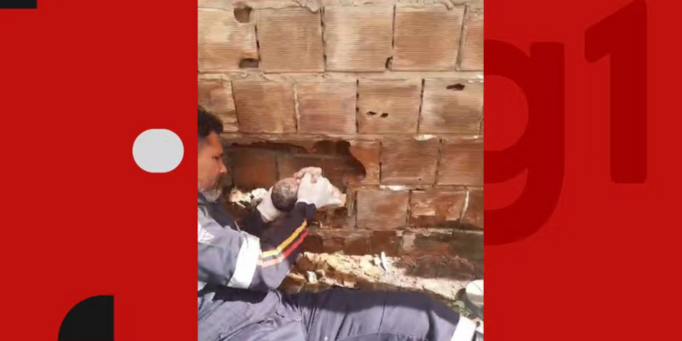 Recém-nascido abandonado morreu de hipotermia e traumatismo craniano, aponta laudo